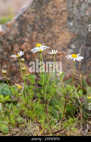 Faux mayweed Banque D'Images