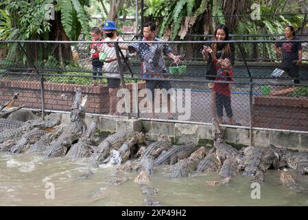 Nakhon Pathom, Thaïlande. 13 juillet 2024. Les gens nourrissent des crocodiles dans un étang au Samphran Elephant Ground & Zoo, dans la province de Nakhon Pathom, le 3 août 2024 en Thaïlande. (Photo de Teera Noisakran/Sipa USA) crédit : Sipa USA/Alamy Live News Banque D'Images