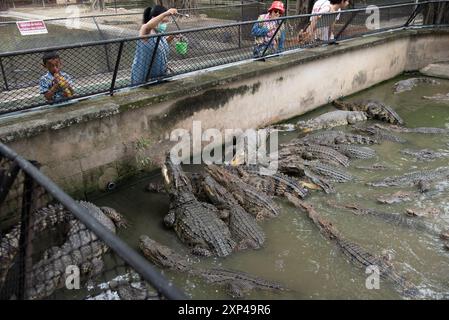 Nakhon Pathom, Thaïlande. 13 juillet 2024. Une femme nourrit un crocodile dans un étang au Samphran Elephant Ground & Zoo, dans la province de Nakhon Pathom, le 3 août 2024 en Thaïlande. (Photo de Teera Noisakran/Sipa USA) crédit : Sipa USA/Alamy Live News Banque D'Images