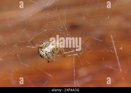 Maison commune Spider, Parasteatoda tepidariorum, femme Banque D'Images