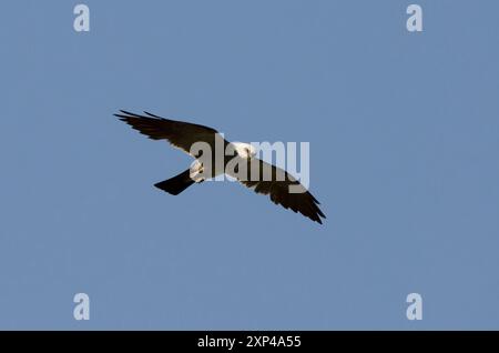 Cerf-volant du Mississippi, Ictinia mississippiensis, planant Banque D'Images