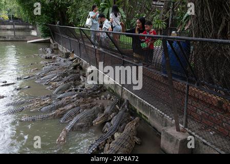 Nakhon Pathom, Thaïlande. 13 juillet 2024. Les gens nourrissent des crocodiles dans un étang au Samphran Elephant Ground & Zoo, dans la province de Nakhon Pathom, le 3 août 2024 en Thaïlande. (Photo de Teera Noisakran/Sipa USA) crédit : Sipa USA/Alamy Live News Banque D'Images