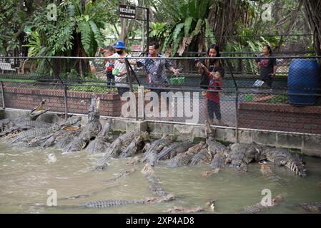 Nakhon Pathom, Thaïlande. 13 juillet 2024. Les gens nourrissent des crocodiles dans un étang au Samphran Elephant Ground & Zoo, dans la province de Nakhon Pathom, le 3 août 2024 en Thaïlande. (Photo de Teera Noisakran/Sipa USA) crédit : Sipa USA/Alamy Live News Banque D'Images