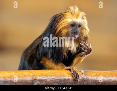 Golden Lion Tamarin tête Banque D'Images