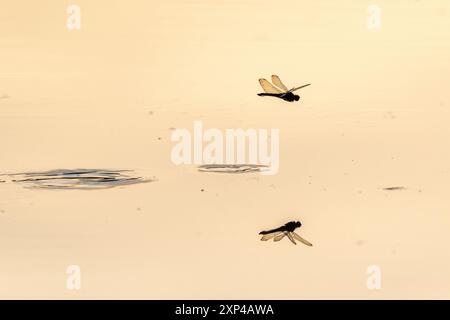 Une libellule pond ses œufs en survolant l'eau d'un marais. Bas Rhin, Alsace, France, Europe Banque D'Images