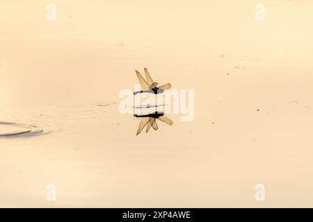 Une libellule pond ses œufs en survolant l'eau d'un marais. Bas Rhin, Alsace, France, Europe Banque D'Images