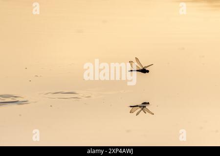 Une libellule pond ses œufs en survolant l'eau d'un marais. Bas Rhin, Alsace, France, Europe Banque D'Images