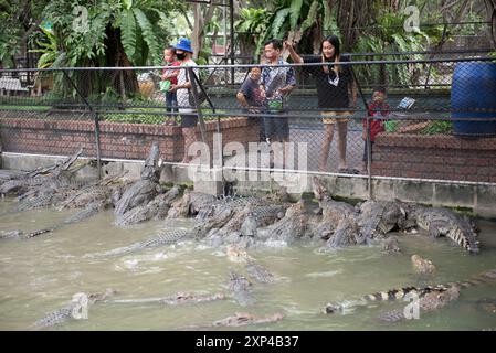 Nakhon Pathom, Thaïlande. 13 juillet 2024. Les gens nourrissent des crocodiles dans un étang au Samphran Elephant Ground & Zoo, dans la province de Nakhon Pathom, le 3 août 2024 en Thaïlande. (Photo de Teera Noisakran/Sipa USA) crédit : Sipa USA/Alamy Live News Banque D'Images