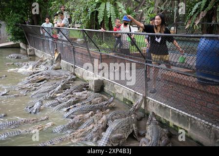 Nakhon Pathom, Thaïlande. 13 juillet 2024. Les gens nourrissent des crocodiles dans un étang au Samphran Elephant Ground & Zoo, dans la province de Nakhon Pathom, le 3 août 2024 en Thaïlande. (Photo de Teera Noisakran/Sipa USA) crédit : Sipa USA/Alamy Live News Banque D'Images