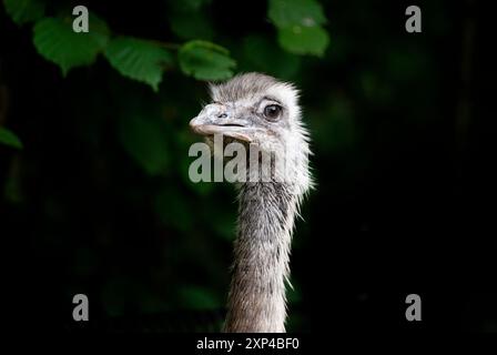 Un oiseau Rhéa, gros plan sur le visage. Rhéas, également connu sous le nom de ñandus ou autruche sud-américaine. Banque D'Images