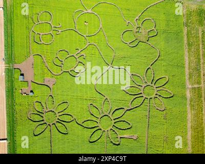 North Berwick, Écosse, Royaume-Uni. 3 août 2024. Vue aérienne d'un sentier en forme de motif floral dans un champ de tournesols à Balgone Estate près de North Berwick dans East Lothian. Le public peut visiter le domaine à partir du 8 août pour profiter des tournesols. Iain Masterton/Alamy Live News Banque D'Images