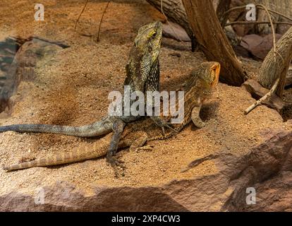 Le lézard à cou volanté (Chlamydosaurus kingii) et le dragon barbu central (pogona vitticeps) font l'amour Banque D'Images