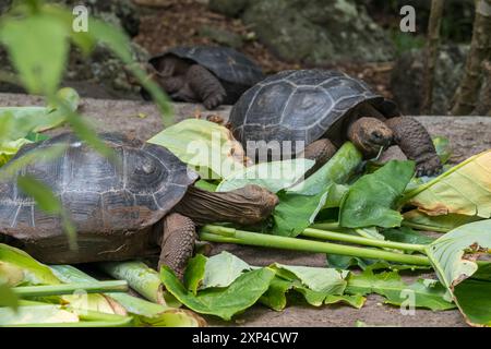 Trois tortues géantes mangeant de grandes feuilles vertes dans un cadre naturel en plein air Banque D'Images