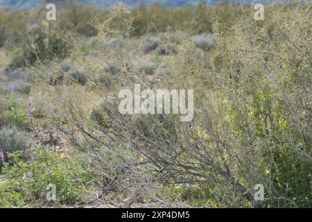 Indigobush (Psorothamnus schottii) Plantae de Schott Banque D'Images