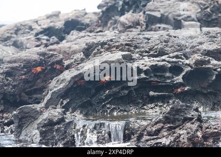 Des crabes colorés sur des roches volcaniques près de la rive de l'océan, mettant en valeur l'écosystème côtier sauvage et dynamique. Banque D'Images