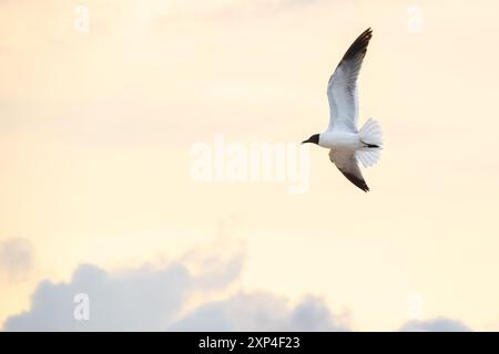 Mouette riante (Leucophaeus atricilla) en vol au coucher du soleil le long de la plage de Ponte Vedra Beach, Floride. (ÉTATS-UNIS) Banque D'Images