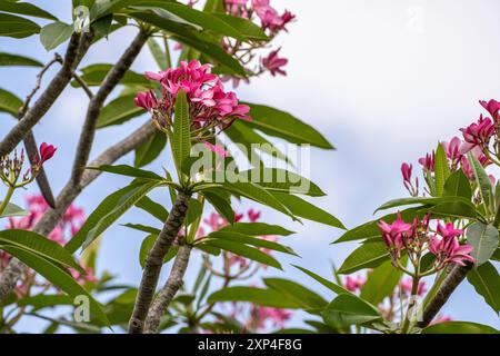 Pink Plumeria (également connu sous le nom de Frangipani) arbre à Lake Worth, Floride. (ÉTATS-UNIS) Banque D'Images