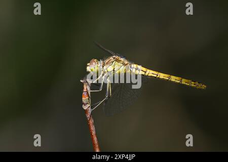 Gemeine Heidelibelle, Heidelibelle, Weibchen, Sympetrum vulgatum, Vagrant Darter, Moustached Darter, femme, le sympétrum commun, Segeldiffen, libel Banque D'Images