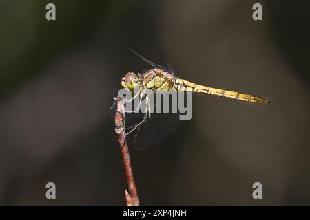 Gemeine Heidelibelle, Heidelibelle, Weibchen, Sympetrum vulgatum, Vagrant Darter, Moustached Darter, femme, le sympétrum commun, Segeldiffen, libel Banque D'Images