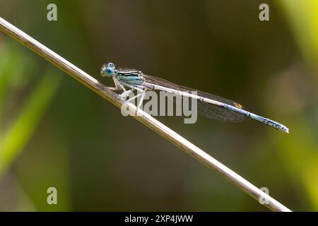 Blaue Federlibelle, Gemeine Federlibelle, Federlibelle, Männchen, Platycnemis pennipes, damoiselle à pattes blanches, patte de plumes bleue, mâle, le Pennipatte b Banque D'Images