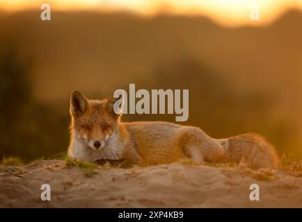 Gros plan d'un mignon petit renard roux couché dans le sable au coucher du soleil Banque D'Images