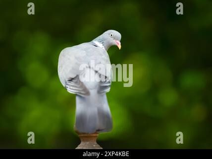 Gros plan d'un pigeon de bois perché sur un poteau de clôture de jardin sur fond coloré Banque D'Images