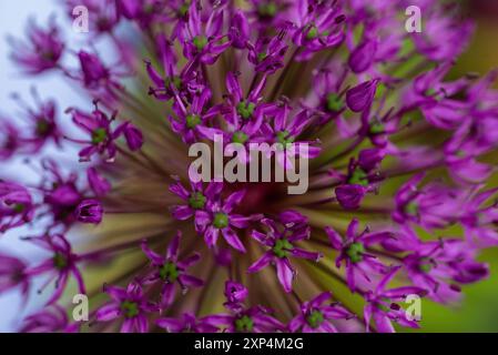 Gros plan de petites fleurs roses Banque D'Images