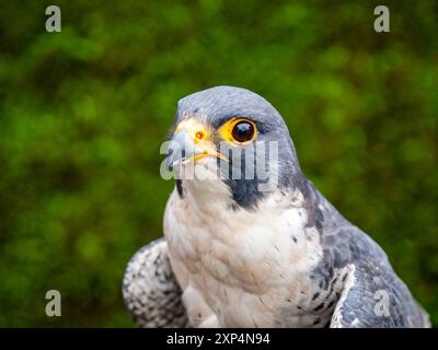 Peregrine Falcon. Gros plan d'oiseau mâle. Pays de Galles, Royaume-Uni. Banque D'Images