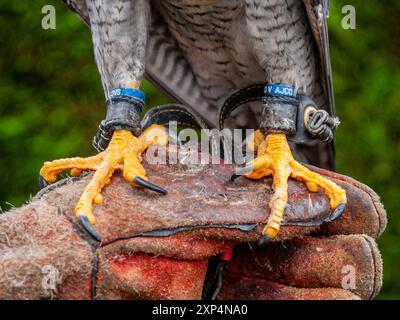 Peregrine Falcon. Gros plan montrant des talons, des jesses et des anneaux sur ses jambes. Oiseau mâle assis sur la main gantée des fauconniers. Pays de Galles, Royaume-Uni. Banque D'Images