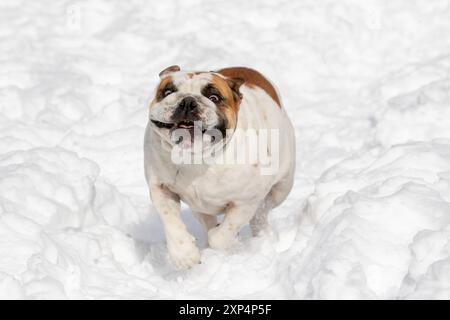 Bulldog blanc et rouge en hiver courir et jouer dans la neige Banque D'Images