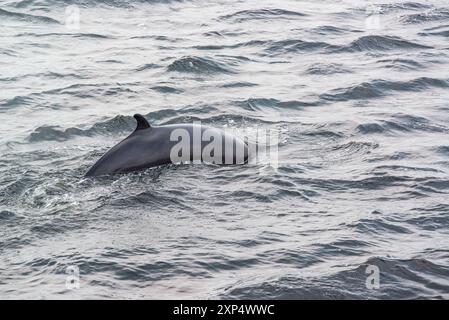 Tadoussac, Canada - juillet 27 2024 : observation des baleines dans la baie de Tadoussac Banque D'Images