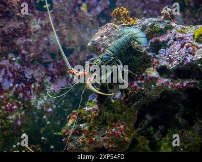 Panulirus versicolor peint, l'écrevisse. Les juvéniles. Aussi connu comme la langouste, peint la langouste, les langoustes, le homard, le homard bleu Bambou Banque D'Images