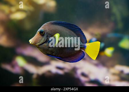 Poisson Zebrasoma xanthurum Purple tang de poissons de récif marin également connu sous le nom de Sériole Sailfin Tang Dist Mer Rouge Mer d'Oman Banque D'Images