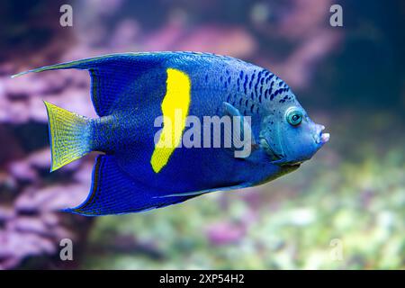 Yellowbar ou poisson-ange de la mer Rouge (Pomacanthus maculosus) Banque D'Images