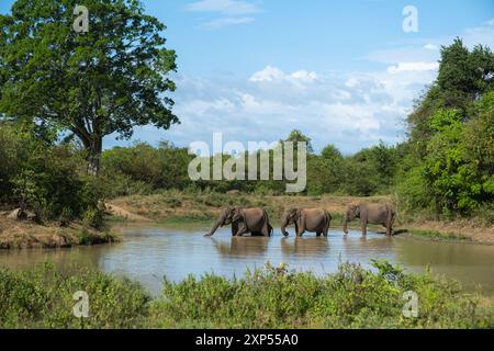 Famille d'éléphants dans l'eau dans le parc national d'Udawalawe, Sri Lanka Banque D'Images