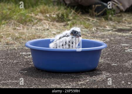 Bébé oiseau dans un bol bleu sur un terrain herbeux, mettant en valeur la scène originale et adorable Banque D'Images