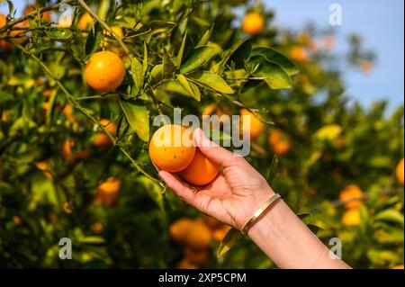 Les mains des femmes cueillent des oranges savoureuses juteuses d'un arbre dans le jardin, récoltant un jour ensoleillé 2 Banque D'Images