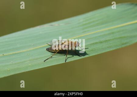 Stiletto commun, Thereva nobilitata, une mouche de la famille des Therevidae sur une feuille de bambou. Jardin hollandais, été, août Banque D'Images