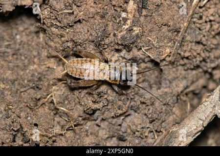 Cricket de terrain gryllus insecte nature lutte contre les ravageurs Camouflage printanier. Banque D'Images