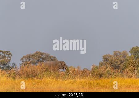 Photo en téléobjectif d'un éléphant d'Afrique -Loxodonta Africana- pageant sur les rives de l'Okavango, dans le delta de l'Okavango, au Botswana, autour du coucher du soleil. Banque D'Images