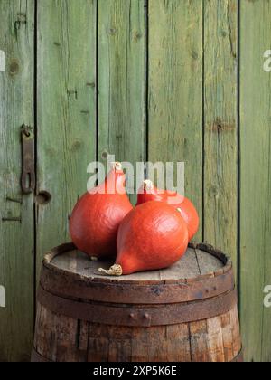 Uchiki Kuri Squash sur un vieux tonneau en bois sur un fond vert Banque D'Images