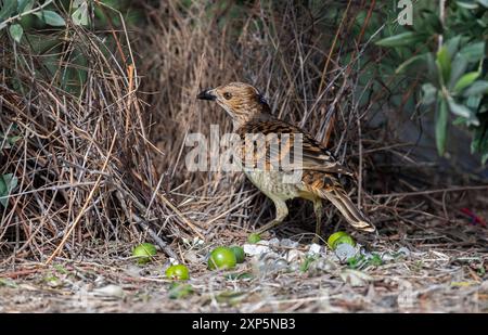 Bowerbird repéré à son Bower dans l'ouest du Queensland, Australie. Banque D'Images