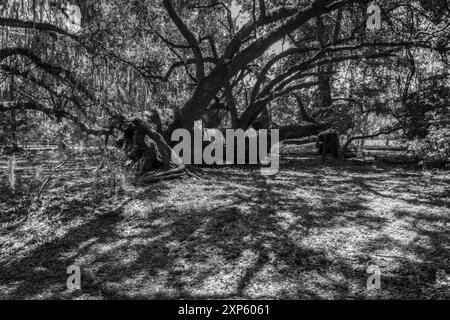 Large Live Oak Tree Draped in Spanish Moss in Charleston, South Carolina Stock Photo