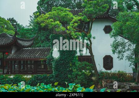 Un jardin chinois traditionnel avec un bâtiment aux murs blancs recouvert de vignes verdoyantes, entouré de verdure luxuriante. Banque D'Images