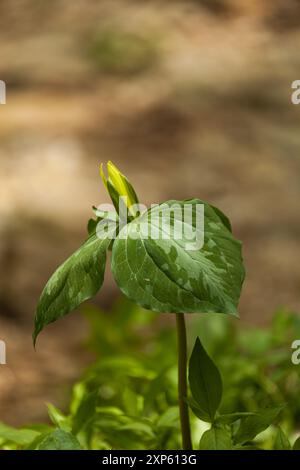 Jaune Trillium à White Oak Sink au printemps dans le parc national des Great Smoky Mountains Banque D'Images