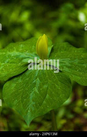 Jaune Trillium à White Oak Sink au printemps dans le parc national des Great Smoky Mountains Banque D'Images