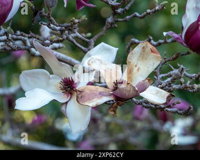 Fleurs de Magnolia fleurissant sur l'arbre, violet et blanc, grande fleur, jardin côtier australien Banque D'Images