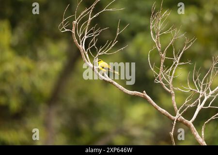 l'oriole à griffe noire (Oriolus chinensis celebensis) est un passereau de la famille des orioles que l'on trouve dans de nombreuses régions d'Asie. Banque D'Images