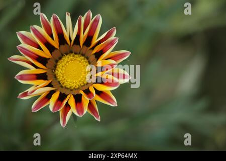 Gazania fleur gros plan avec plusieurs couleurs Banque D'Images