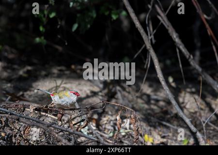 Un seul pinson à sourcils rouges éclairé par un bassin de lumière perché sur une brindille dans le sous-bois de son habitat boisé à la recherche de graines sauvages. Banque D'Images